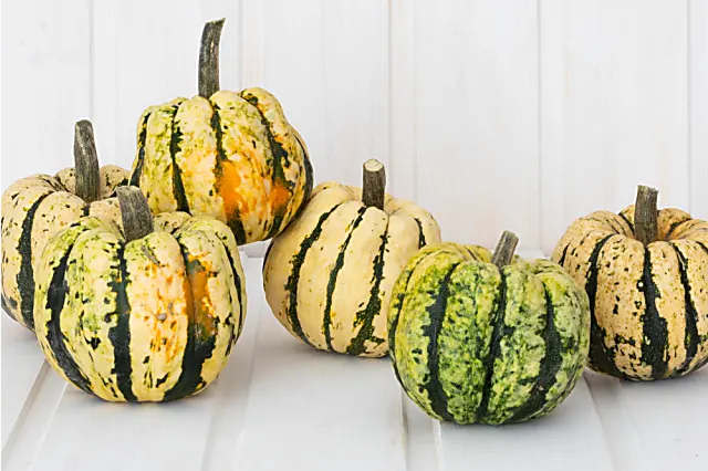 COURGE Patidou - 600 g - 2,90 €/kg -